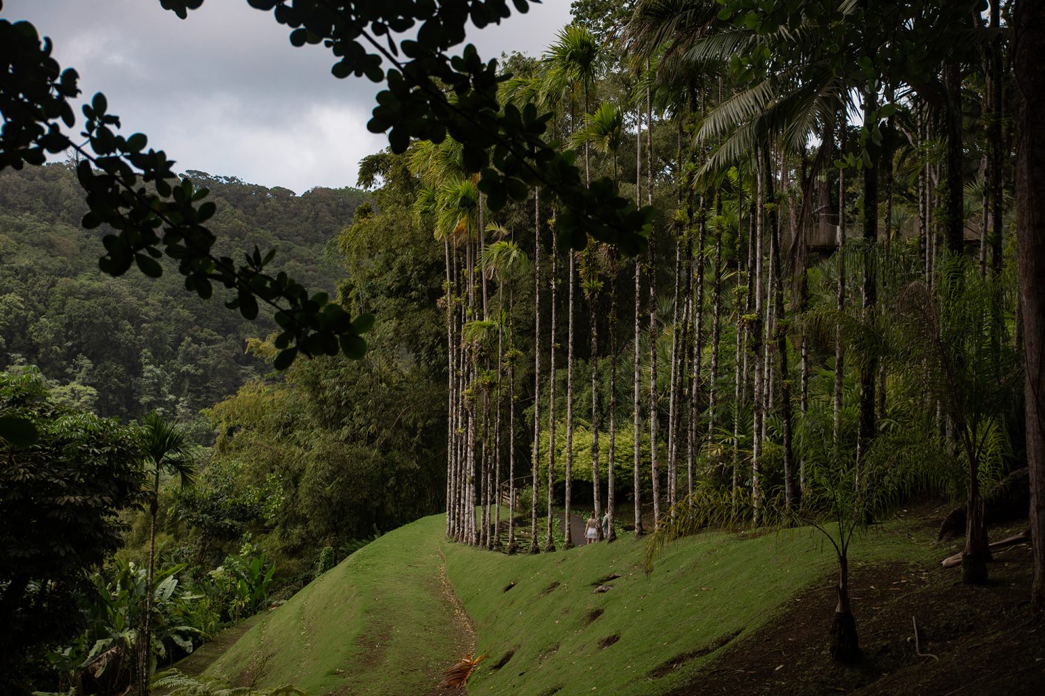 Martinique - Jardin de Balata - www.paperboat.fr