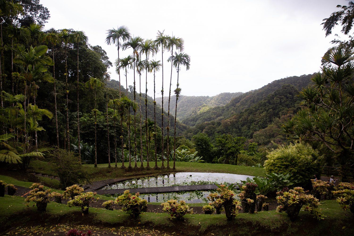 Martinique - Jardin de Balata - www.paperboat.fr