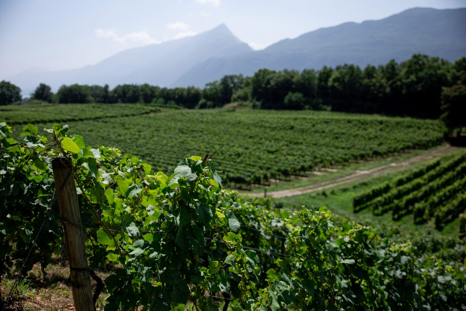 Vins de Savoie - www.paperboat.fr