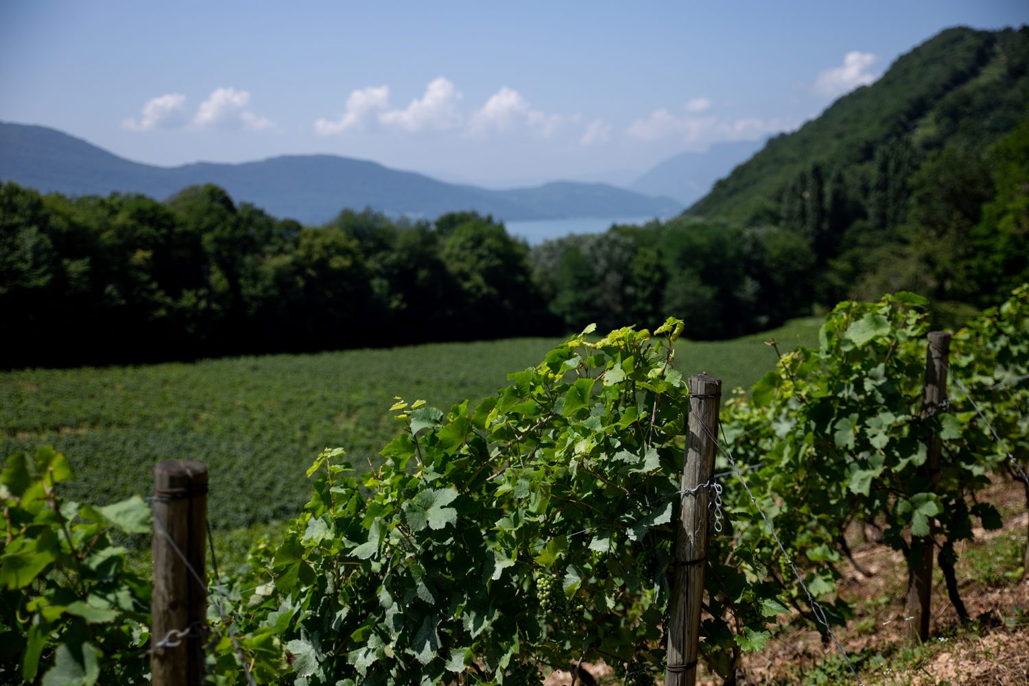 Vins de Savoie - www.paperboat.fr