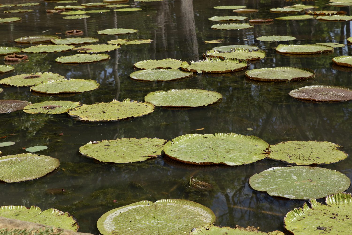 Ile Maurice- Jardin Botanic - www.paperboat.fr