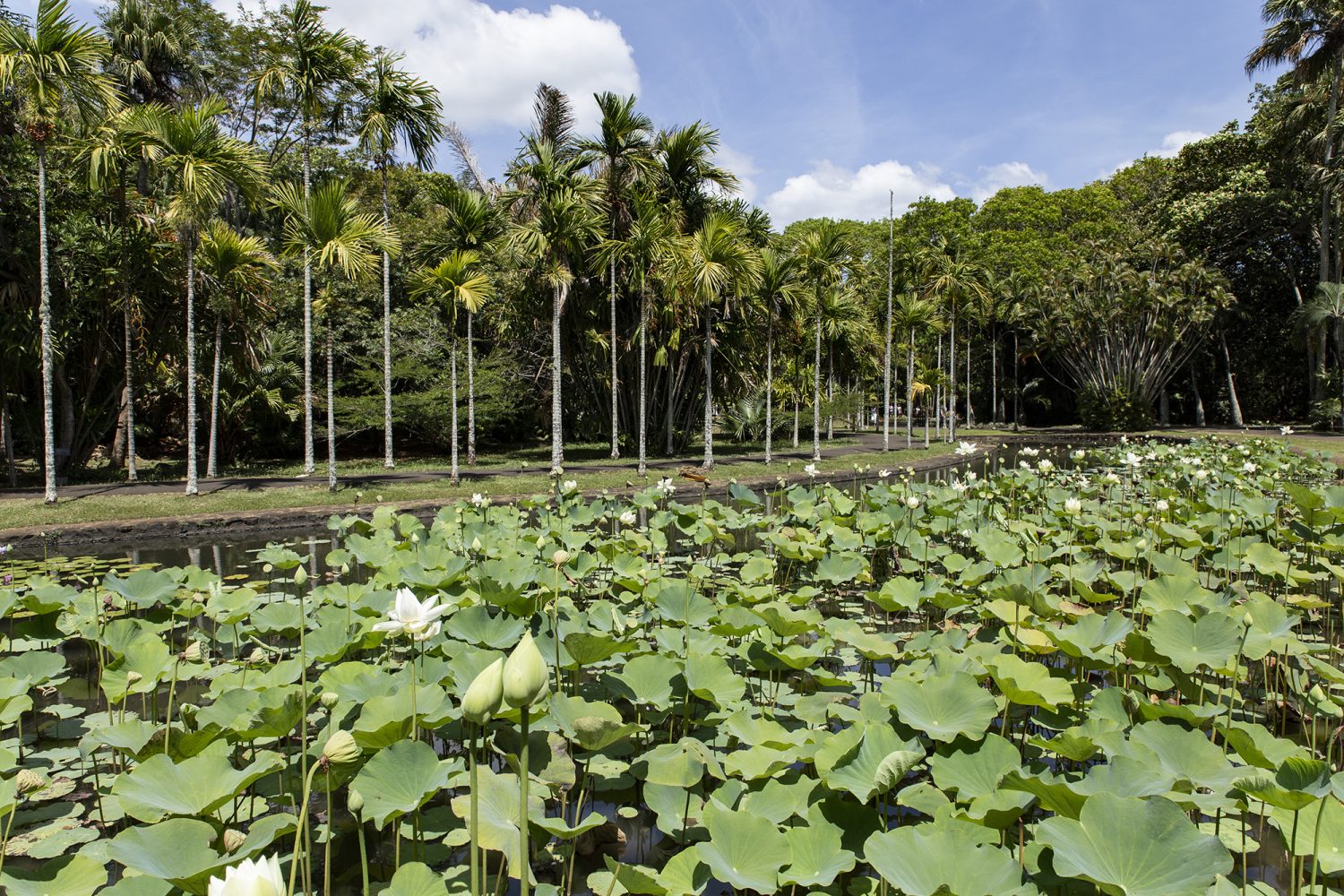 Ile Maurice- Jardin Botanic - www.paperboat.fr