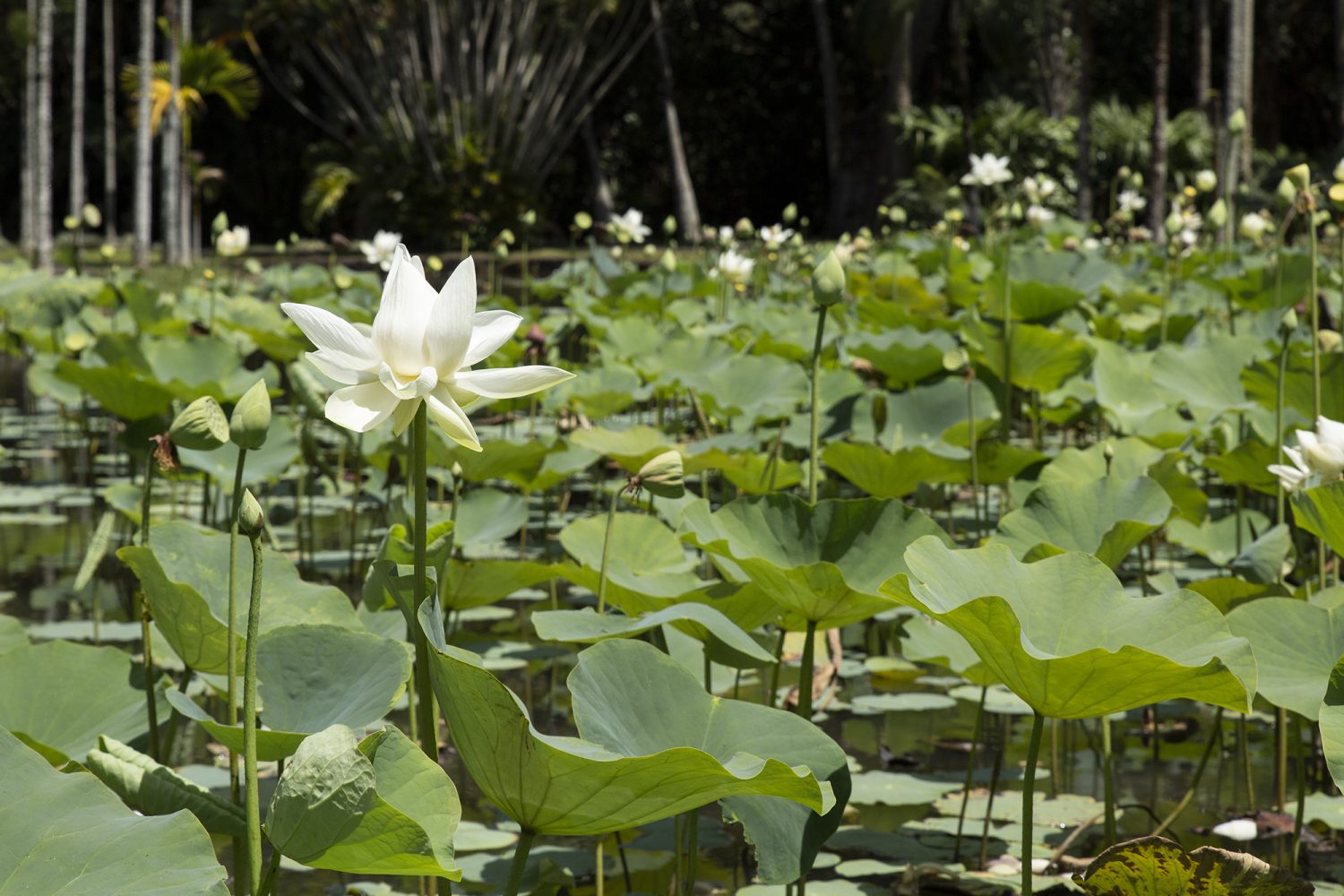 Ile Maurice- Jardin Botanic - www.paperboat.fr