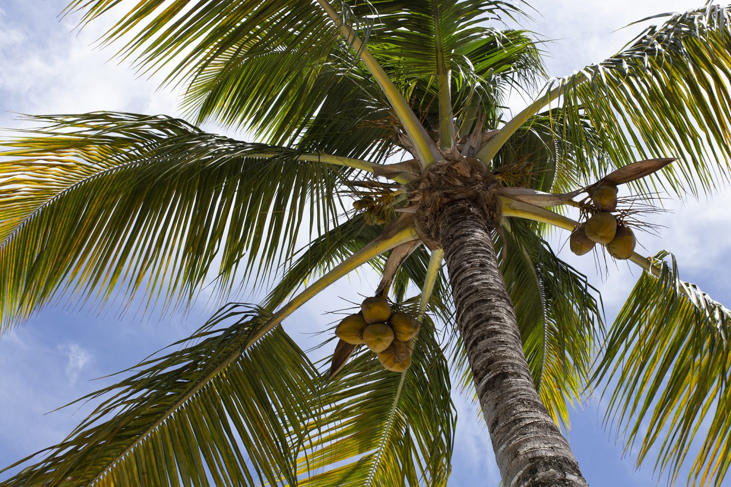 Ile Maurice - Trou aux biches - www.paperboat.fr