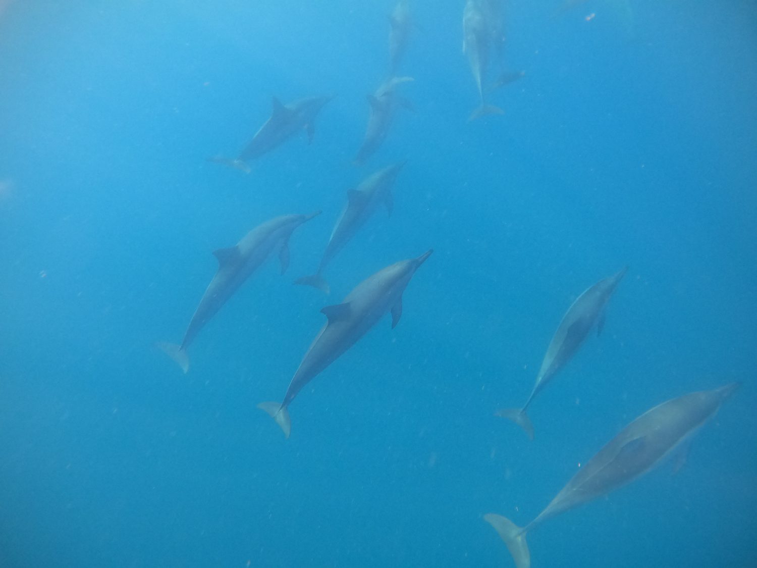 Dauphins Tamarin - Ile Maurice Sud - www.paperboat.fr