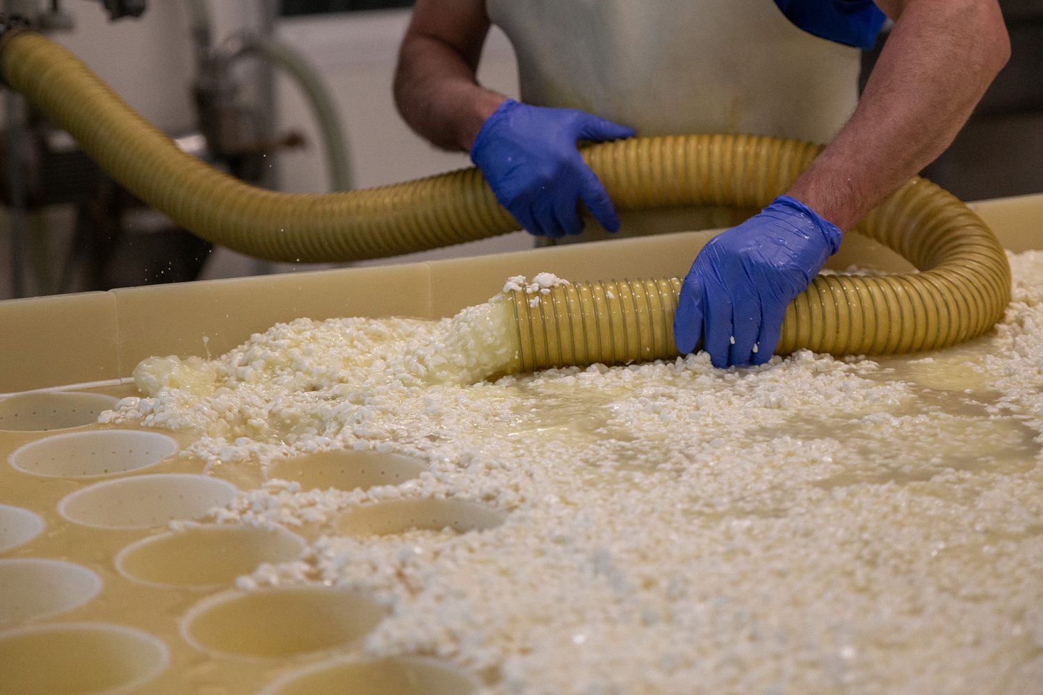 Production Reblochon Fermier - Gaec EFR l'Aulp Montmin - www.paperboat.fr