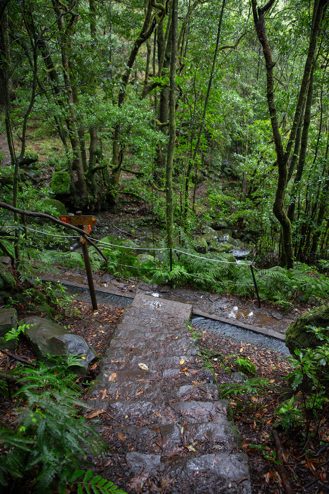 Madeira - randonnée - Dos Cedros