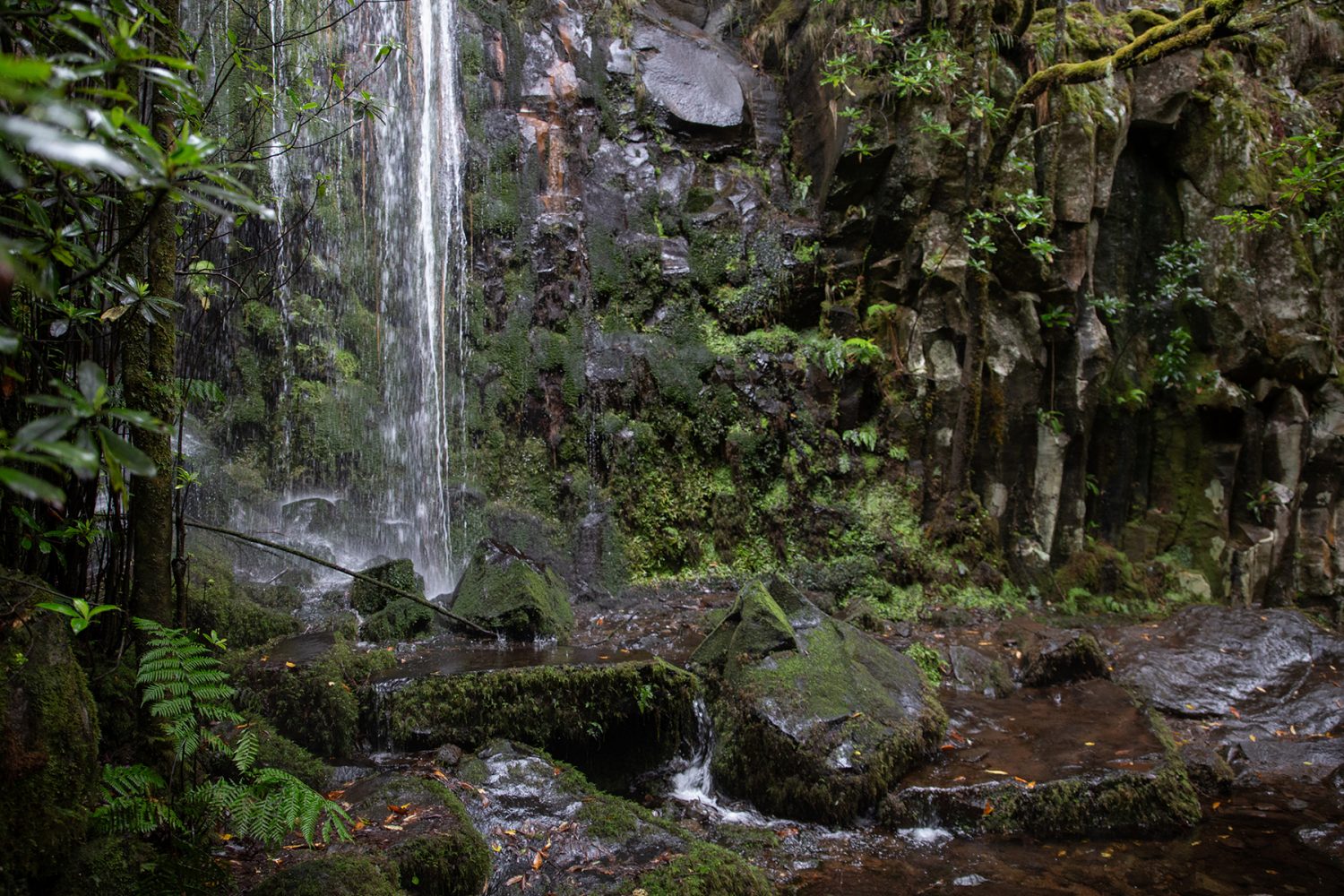 Madeira - randonnée - Dos Cedros