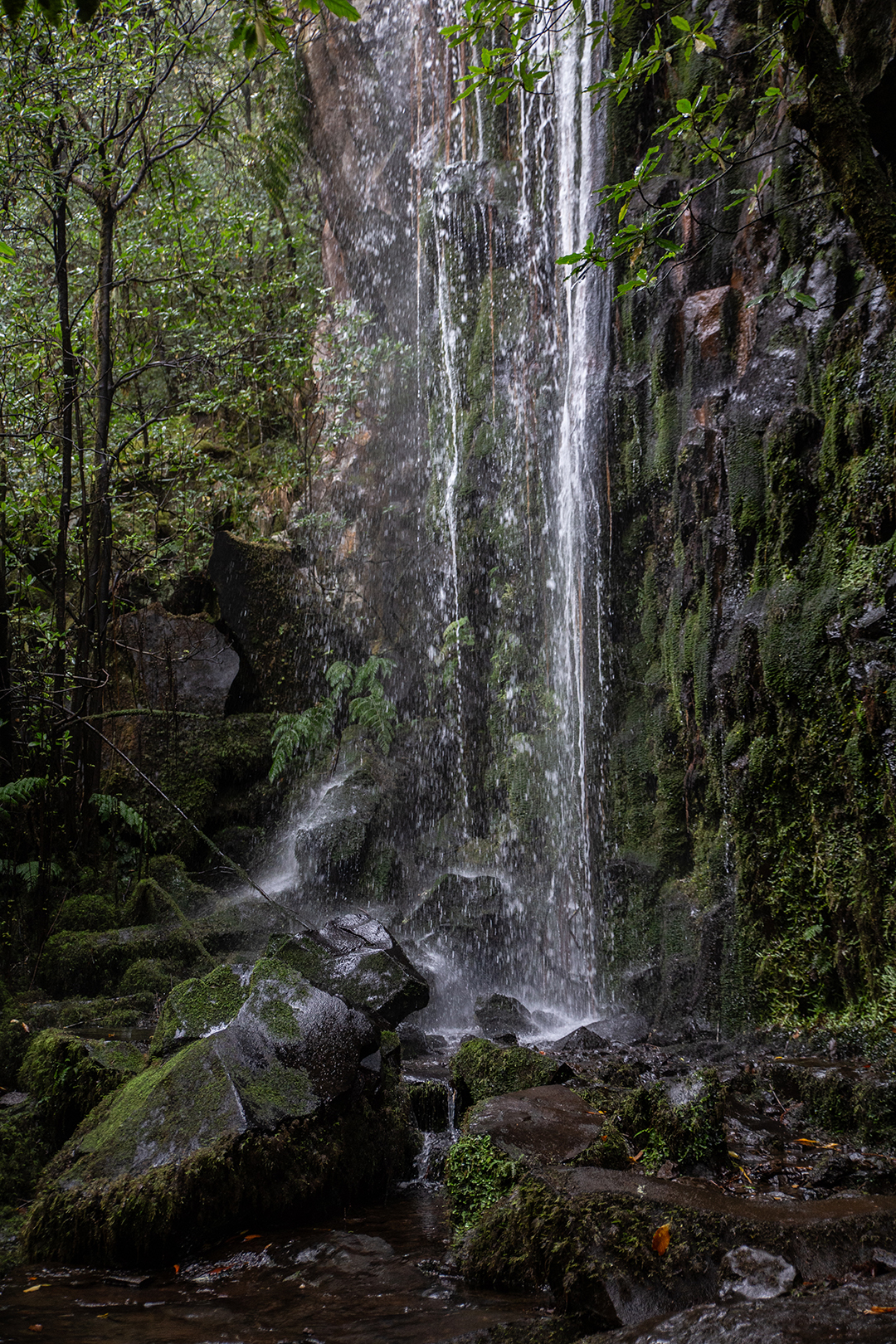 Madeira - randonnée - Dos Cedros