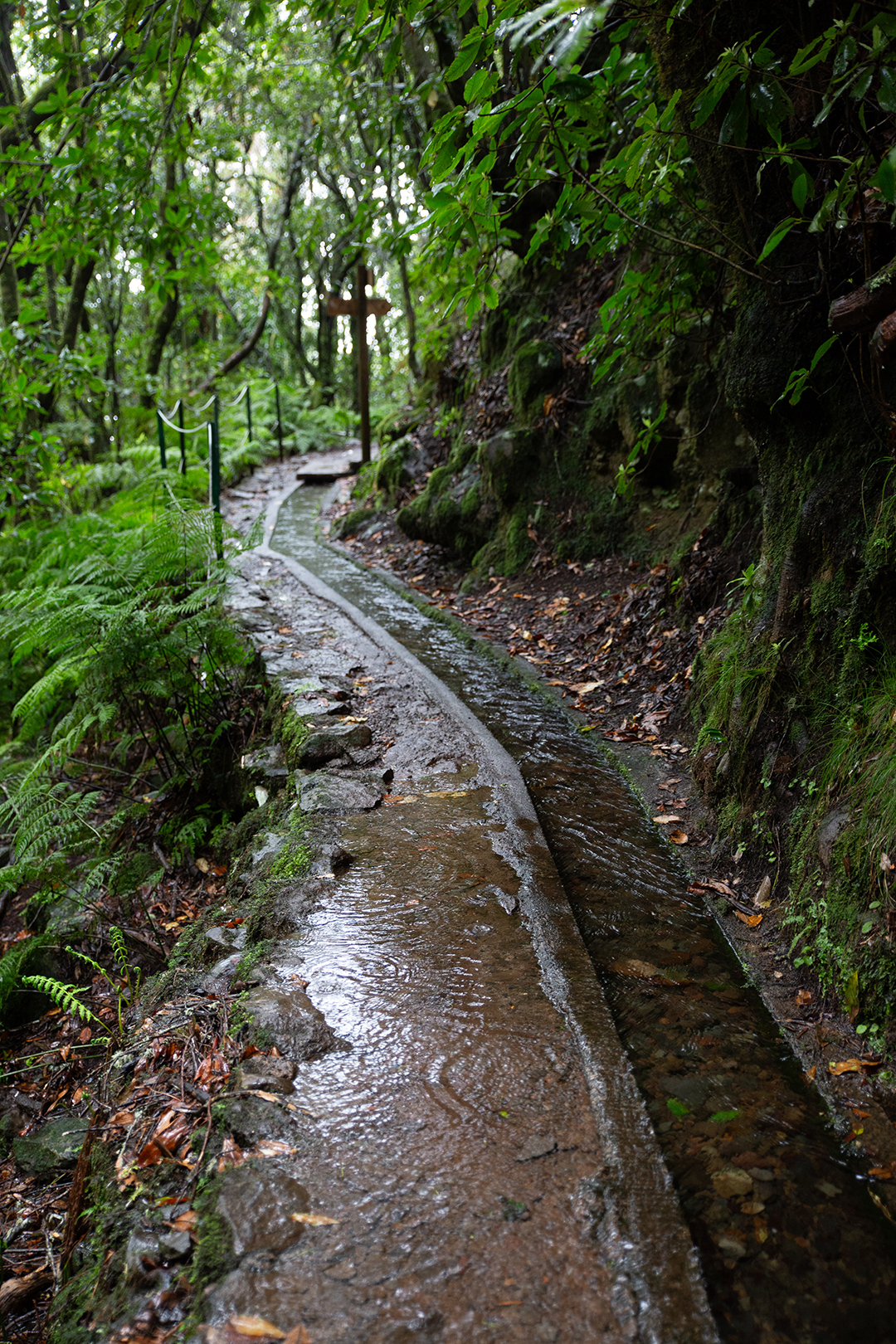 Madeira - randonnée - Dos Cedros