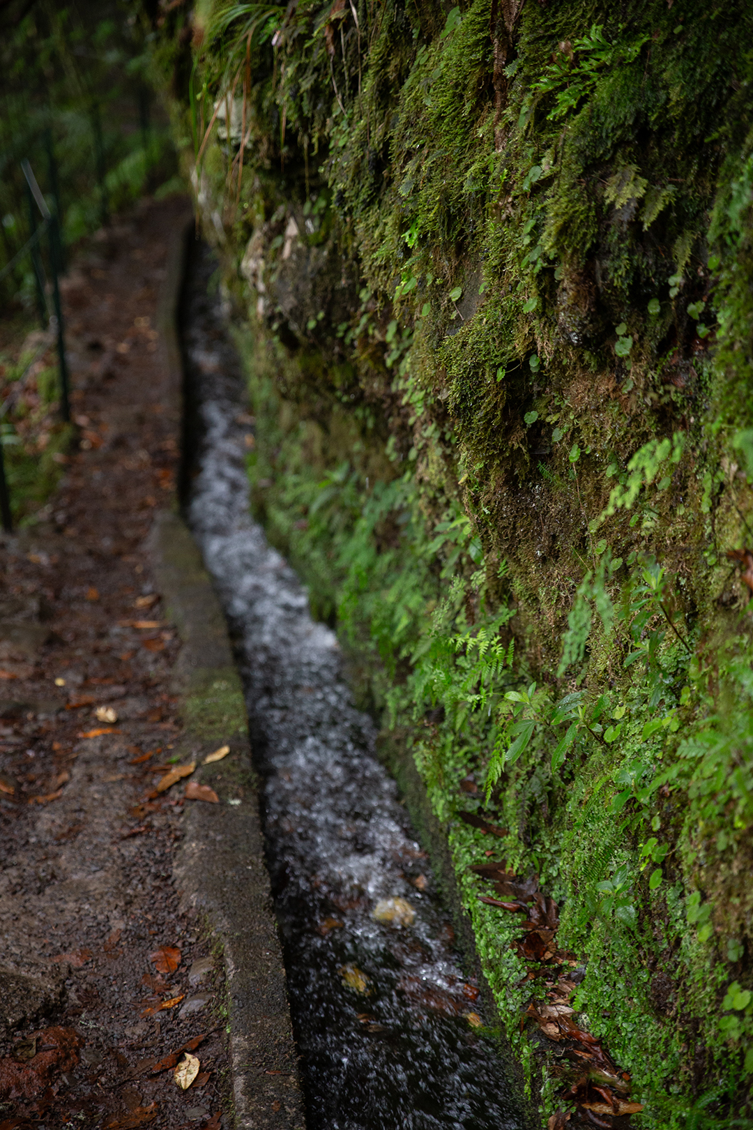 Madeira - randonnée - Dos Cedros
