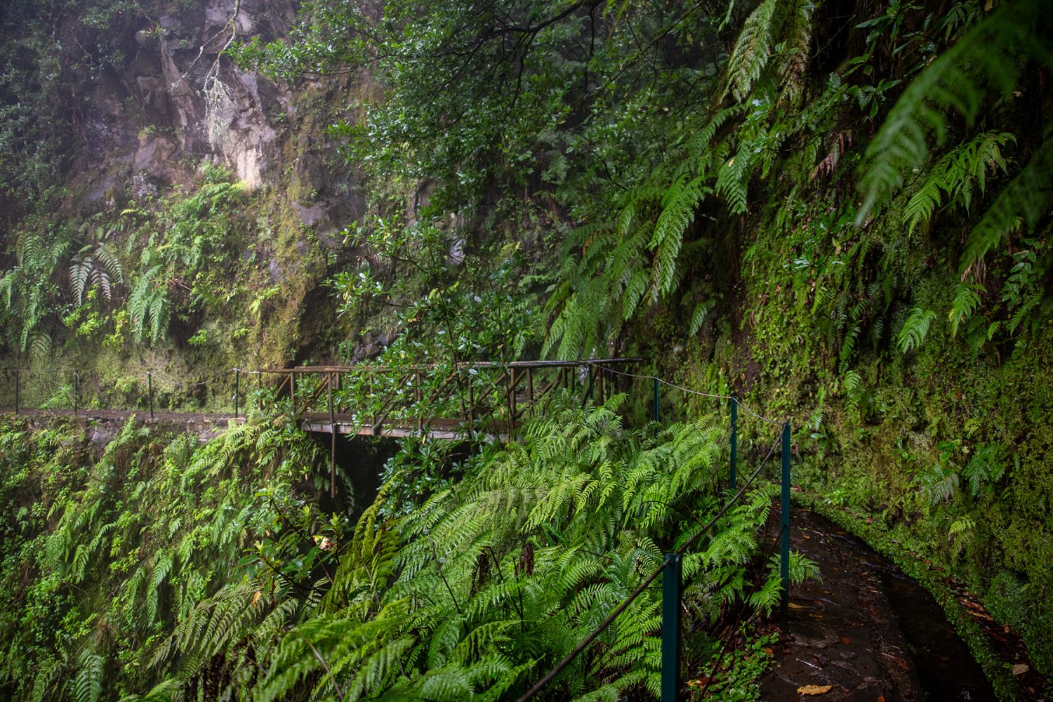 Madeira - randonnée - Dos Cedros