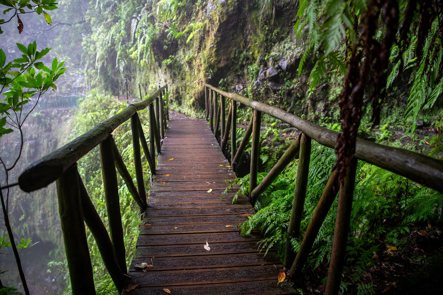 Madeira - randonnée - Dos Cedros