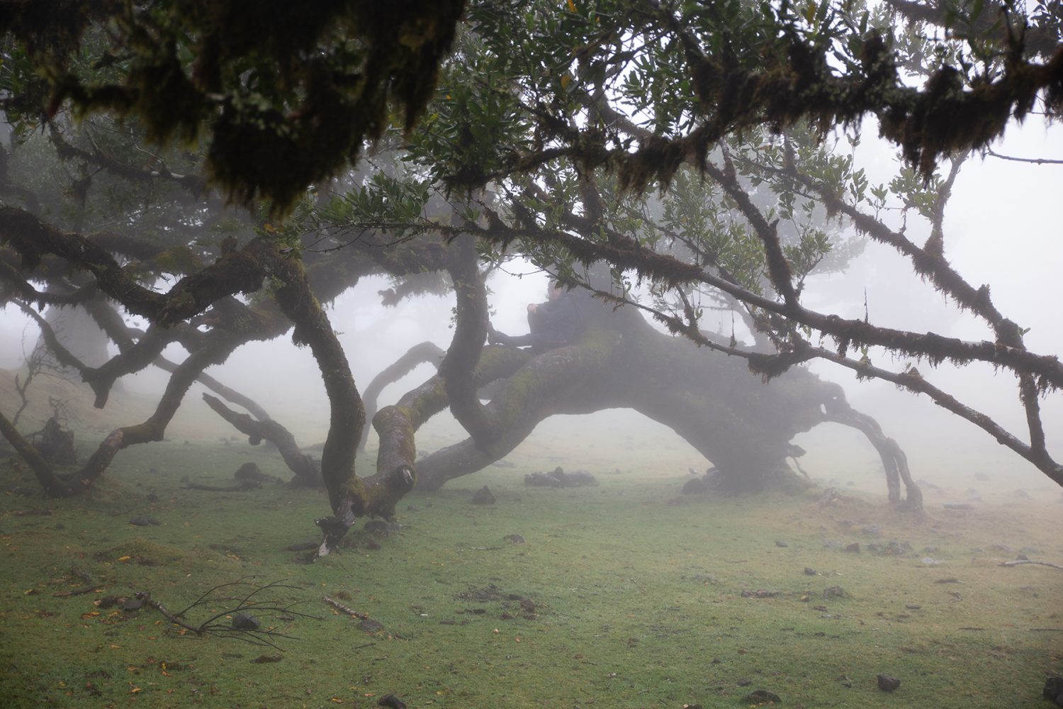 Madeira - randonnée - Fanal