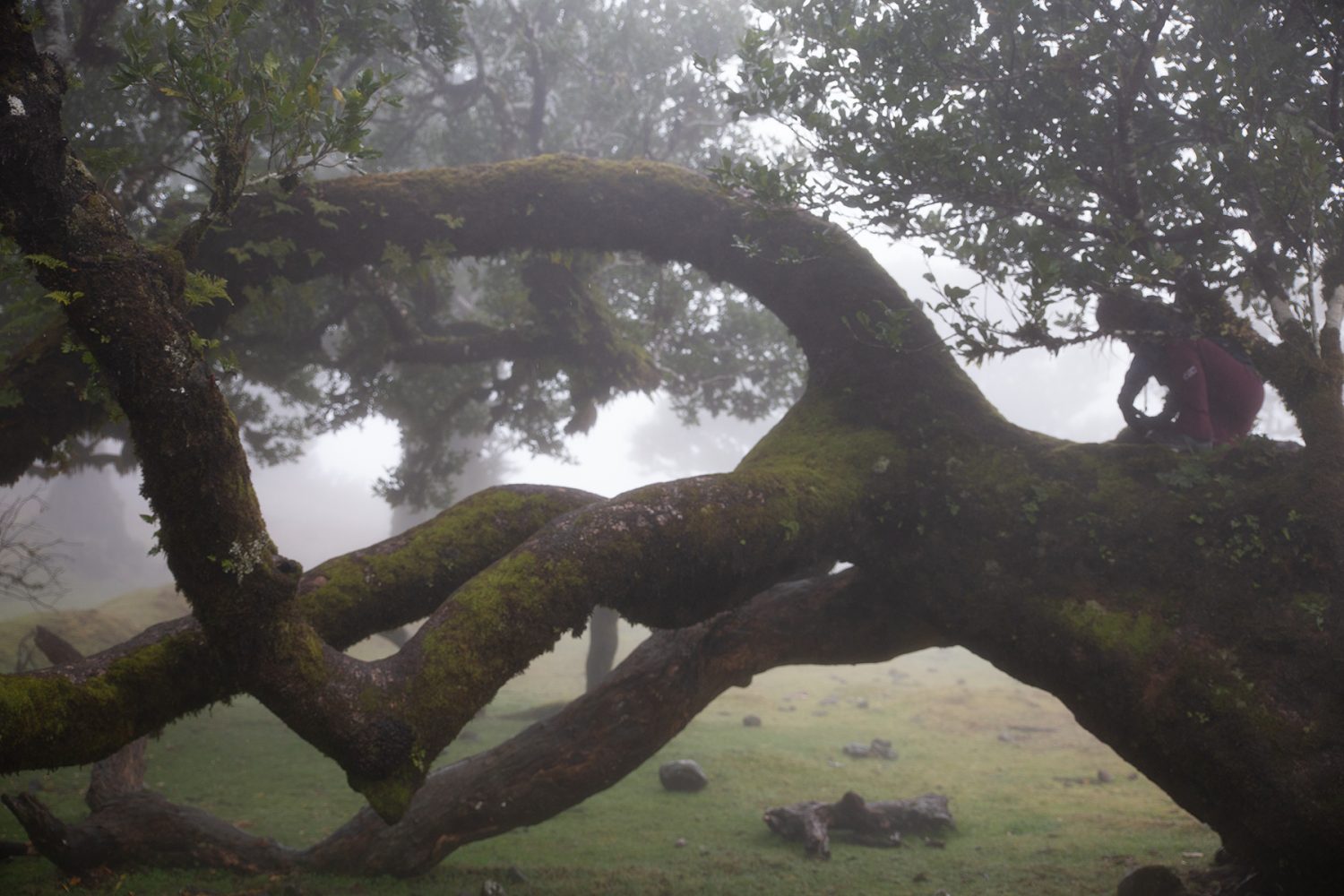 Madeira - randonnée - Fanal