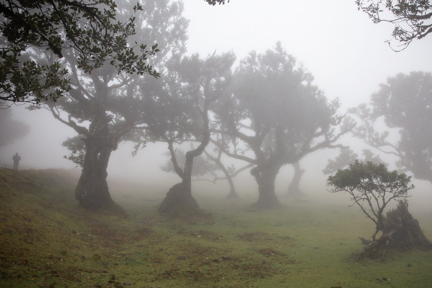 Madeira - randonnée - Fanal