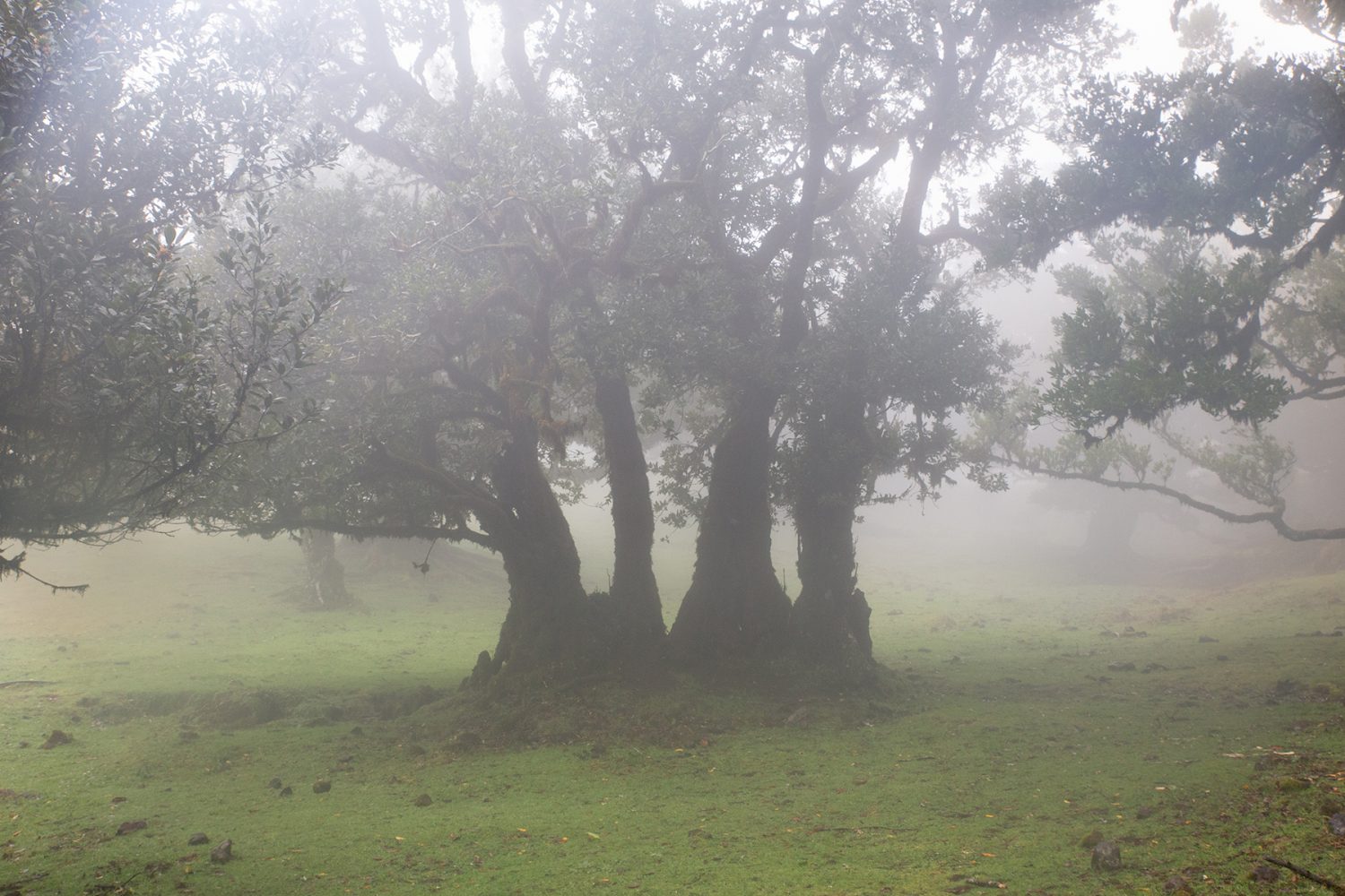 Madeira - randonnée - Fanal