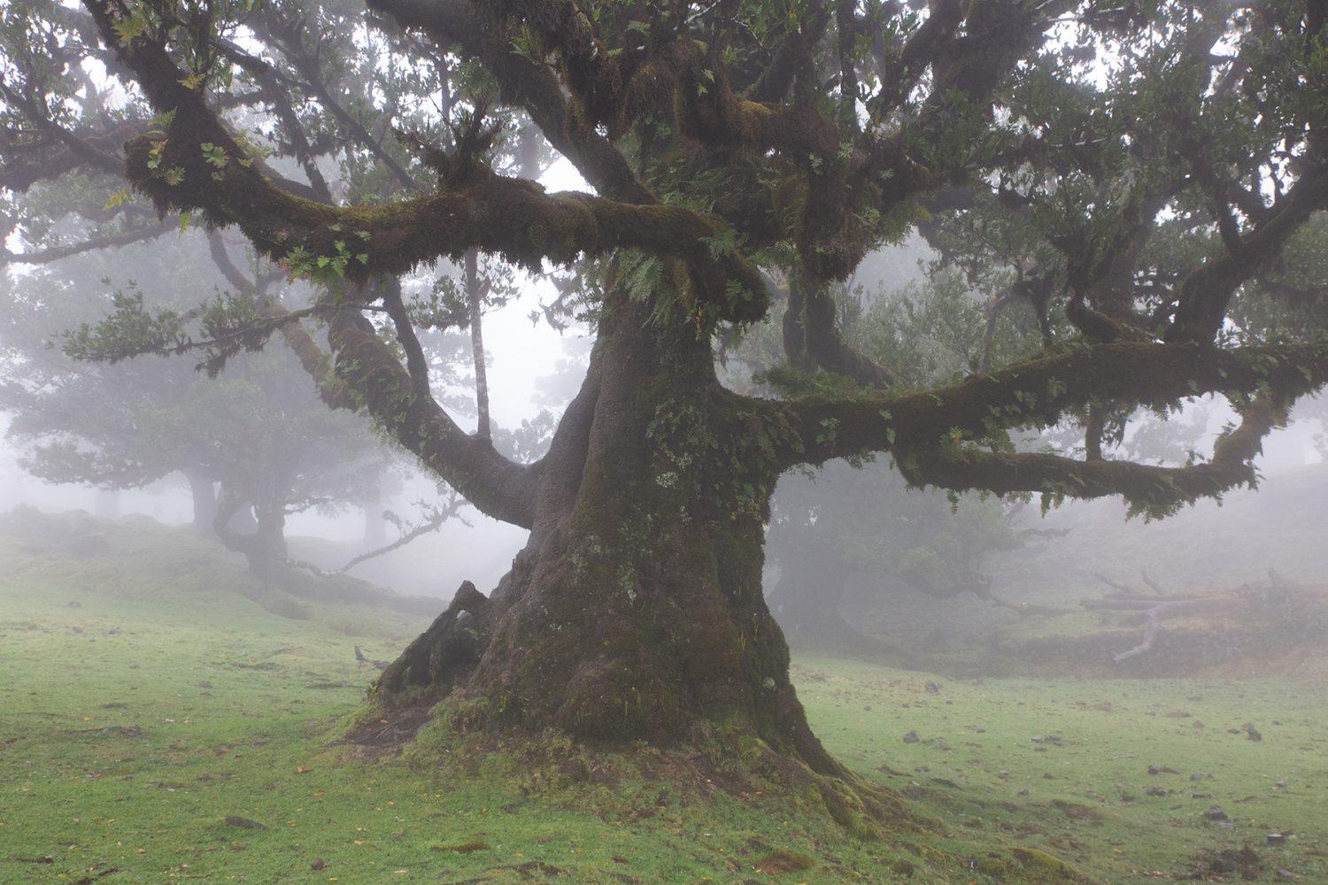 Madeira - randonnée - Fanal