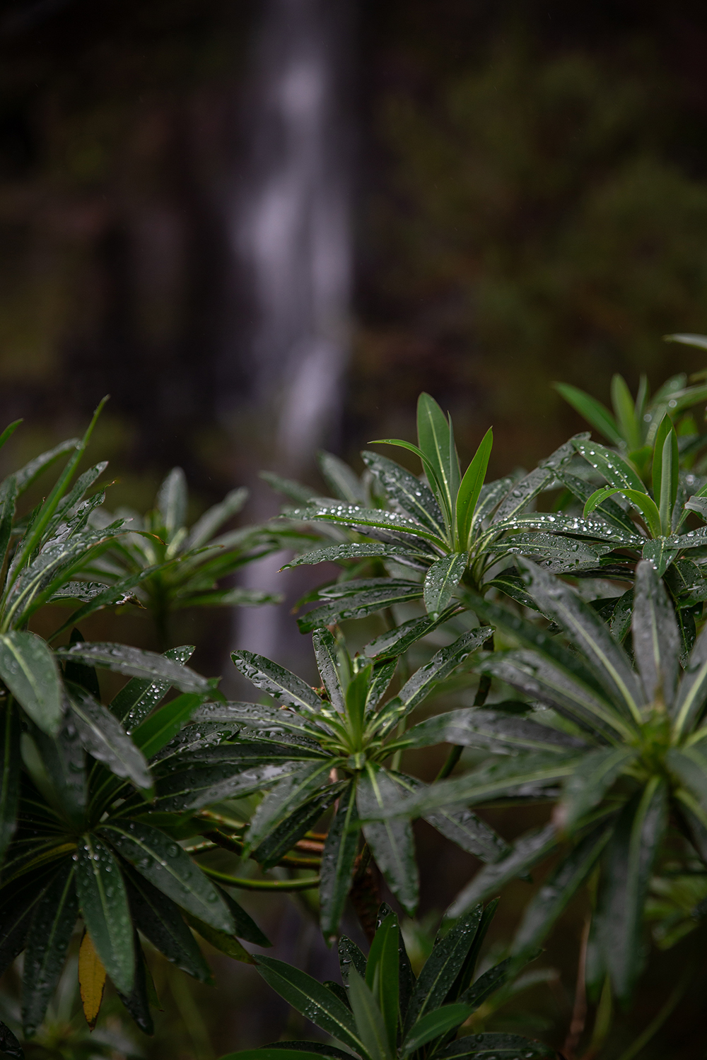 Madeira - Randonnée Levada 25 fontes & levada Risco