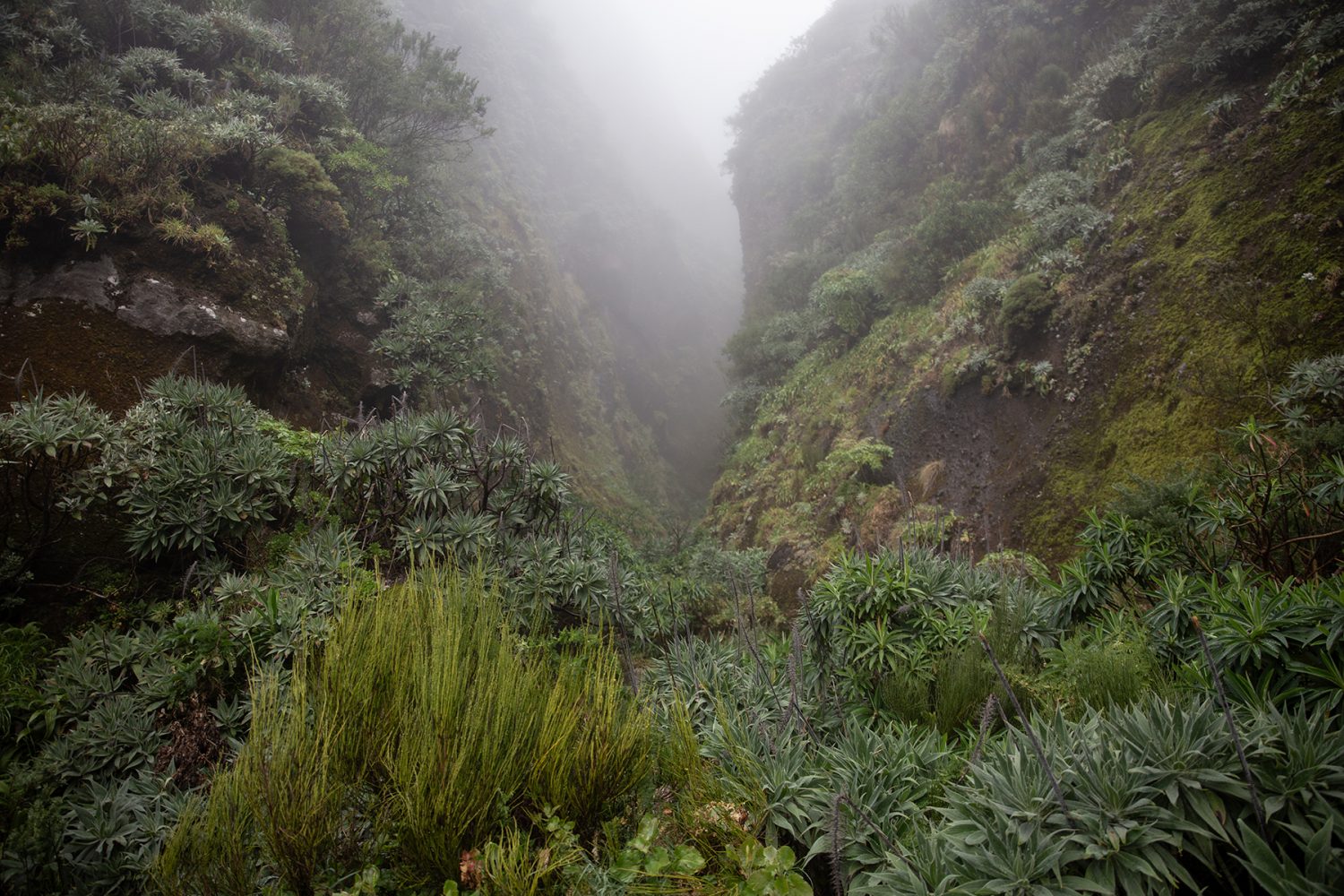 Madeira - randonnée - Verada de Areeiro - Pico Ruivo