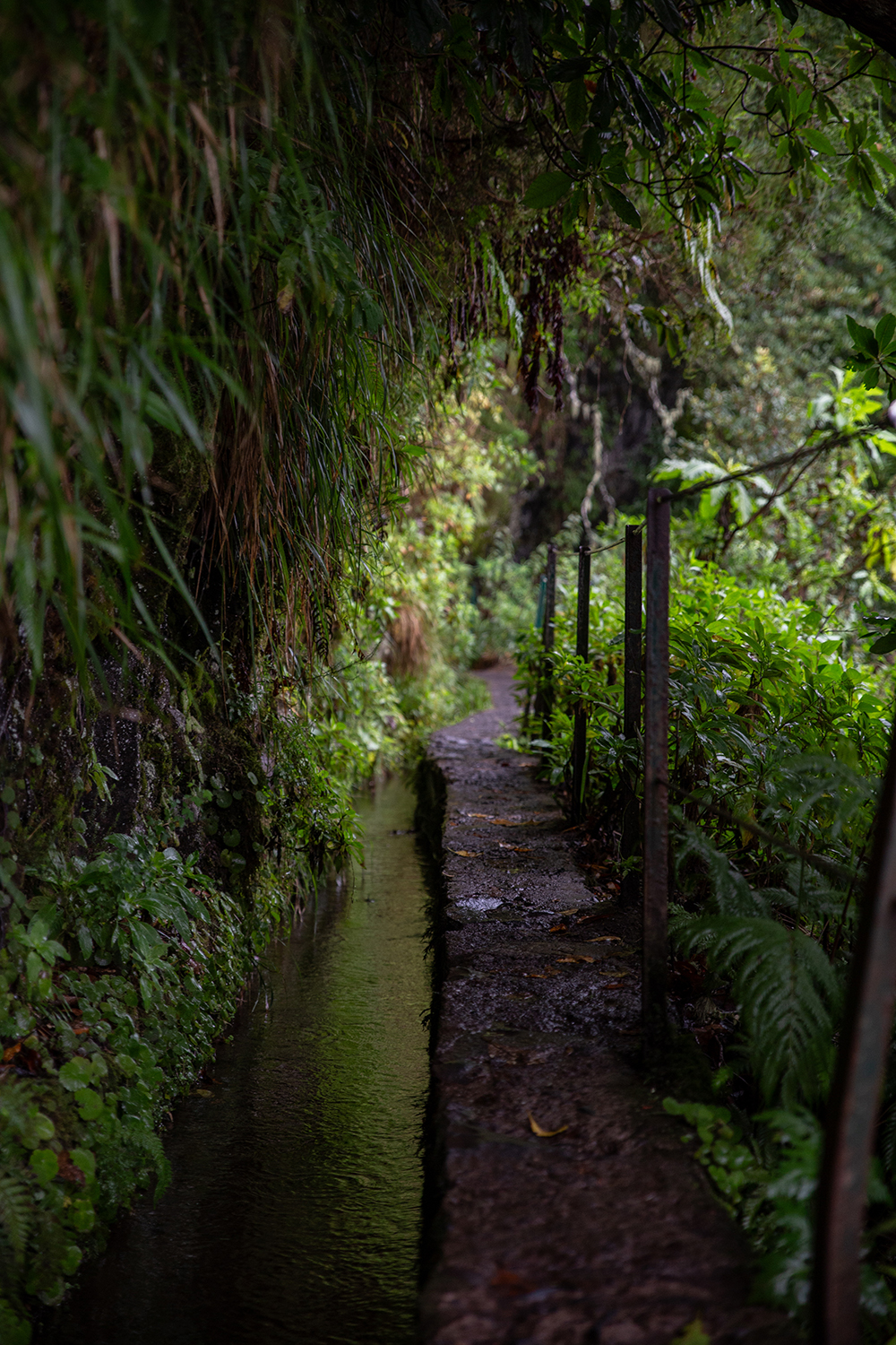 Madeira - randonnée - Levada Caldeirão Verde