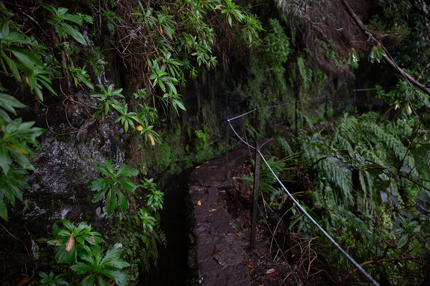 Madeira - randonnée - Levada Caldeirão Verde