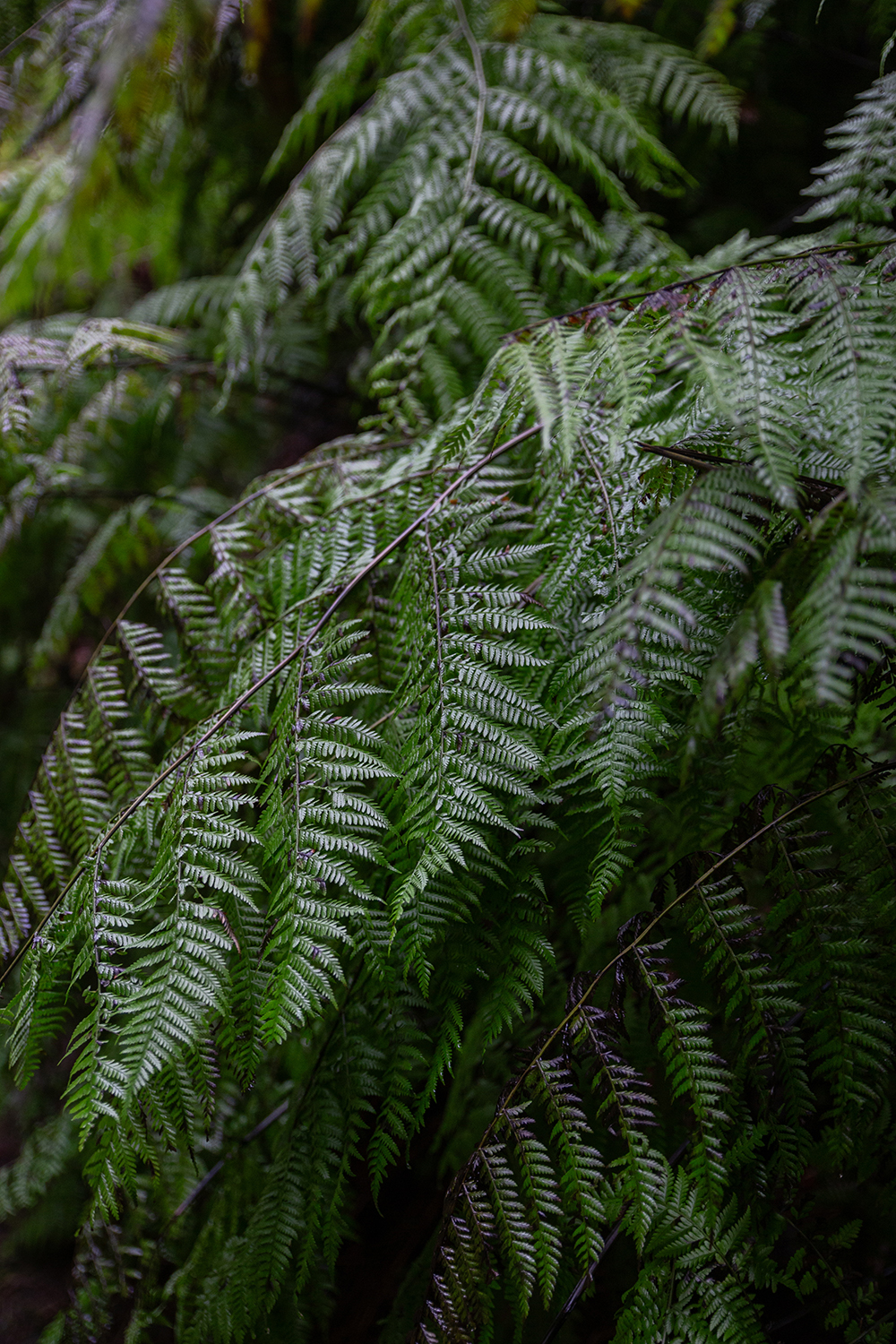 Madeira - randonnée - Levada Caldeirão Verde