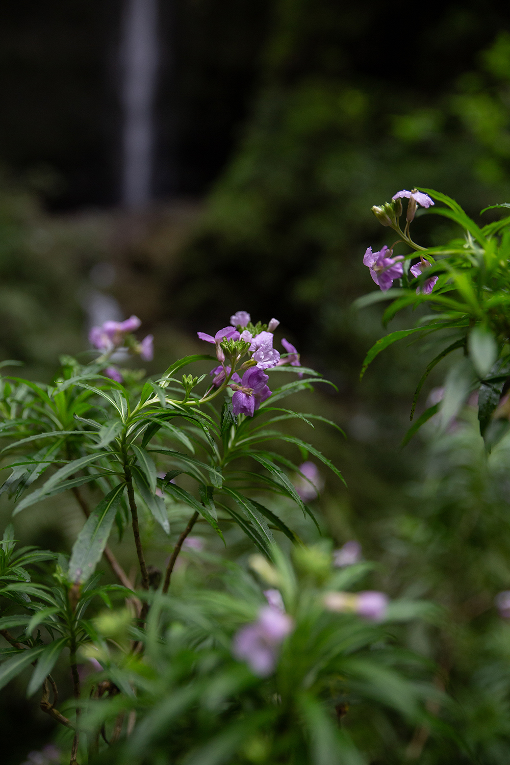 Madeira - randonnée - Levada Caldeirão Verde