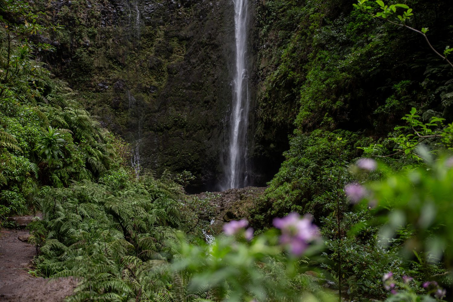 Madeira - randonnée - Levada Caldeirão Verde
