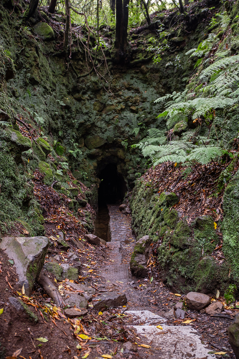 Madeira - randonnée - Levada Caldeirão Verde
