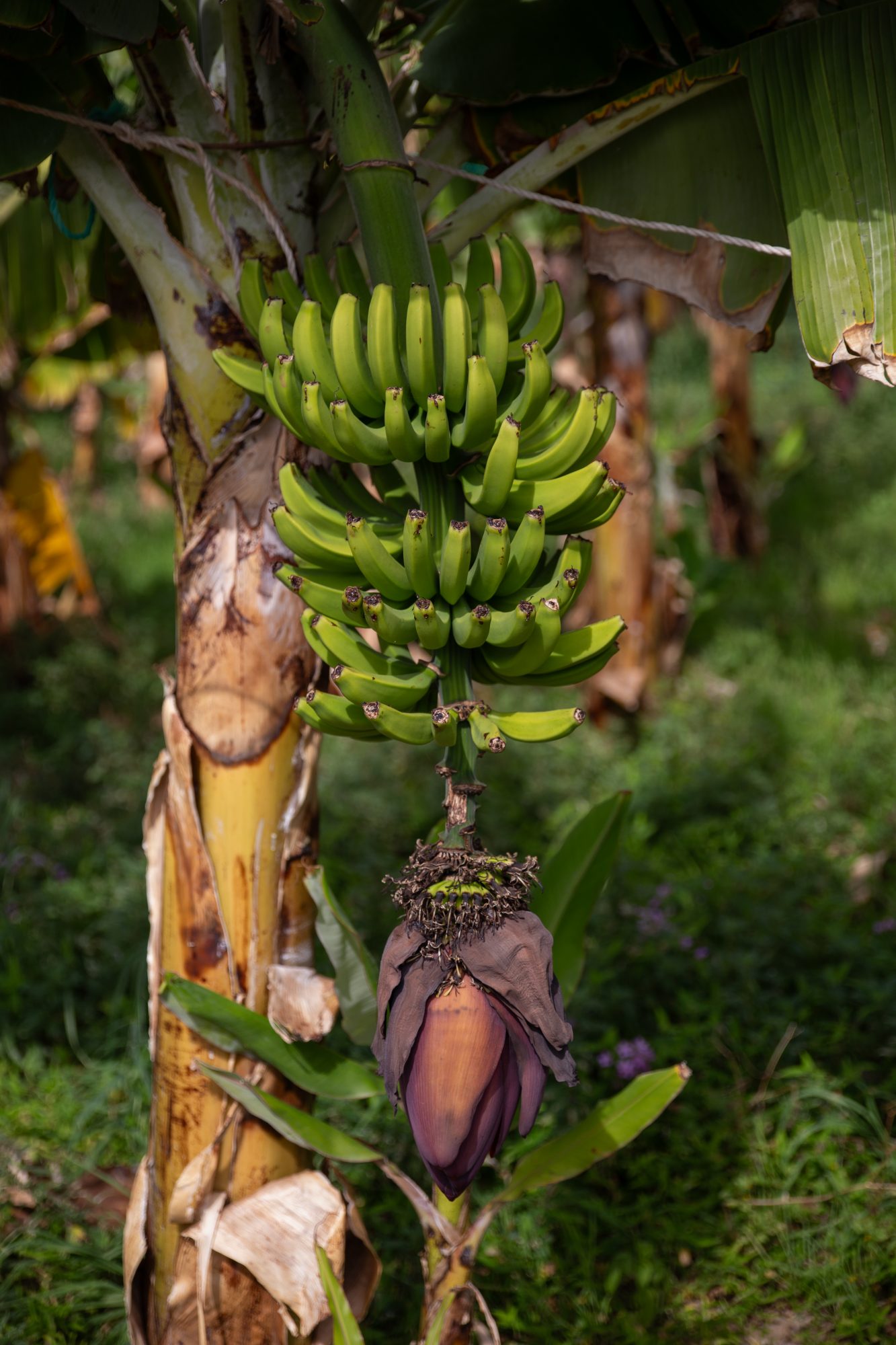 Madeira - Faja dos padres