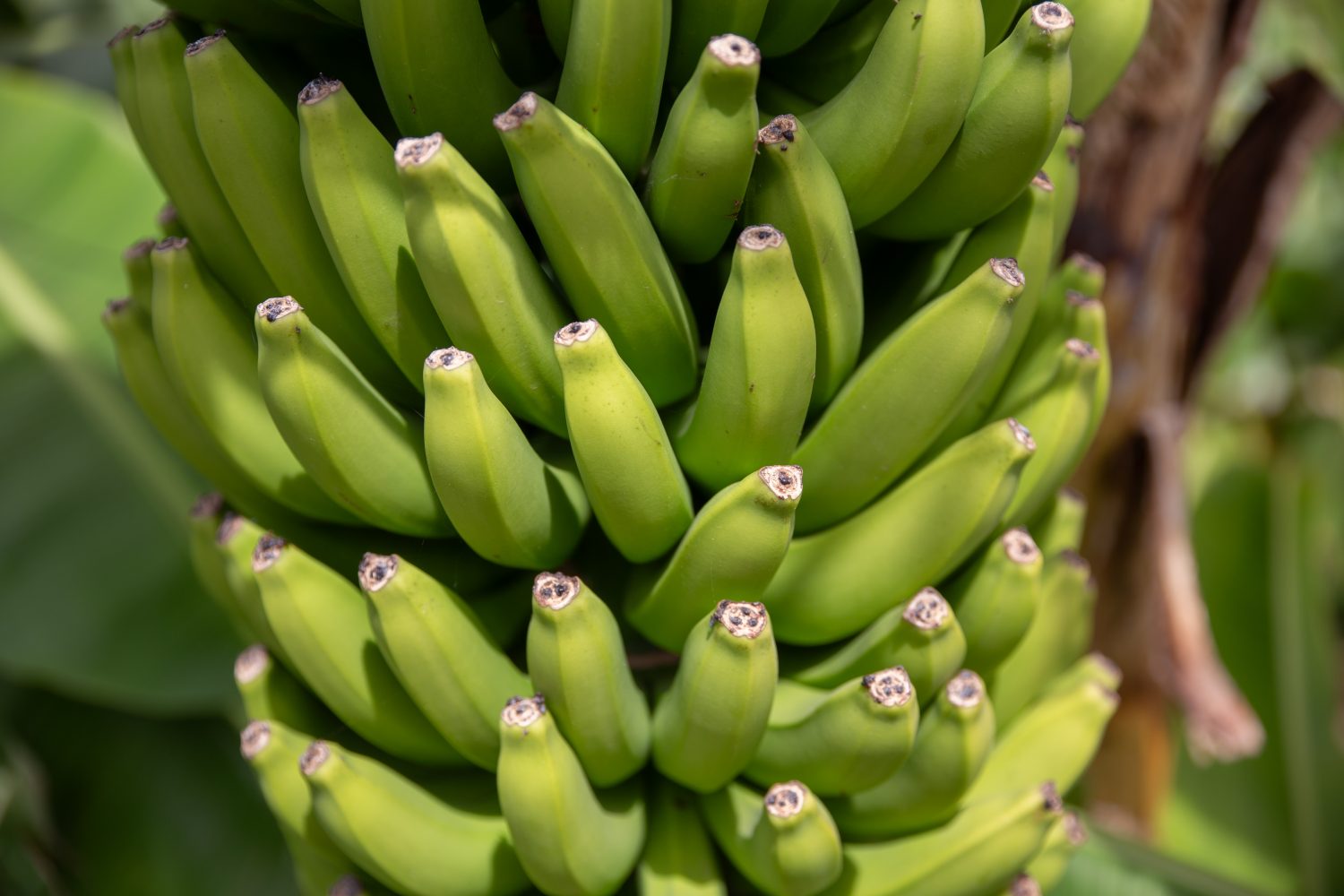 Madeira - Faja dos padres